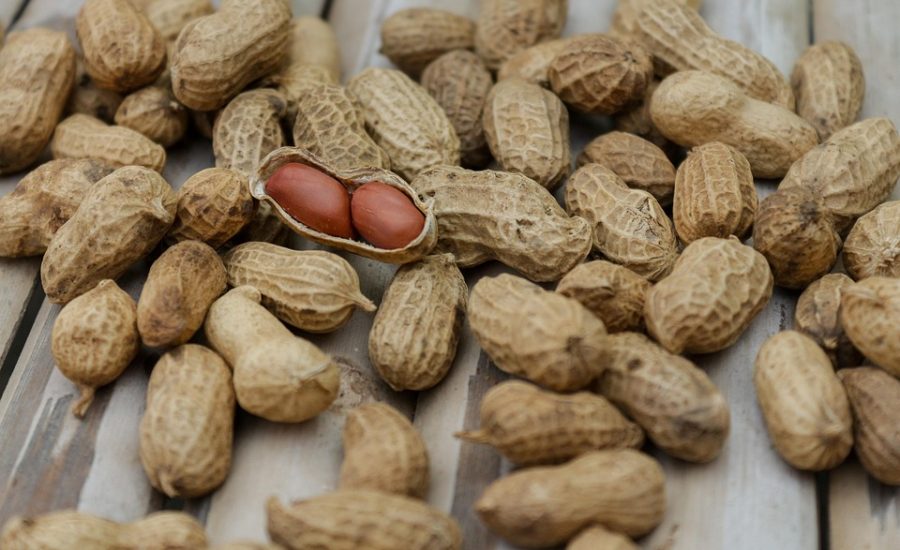 best protein snacks for weight loss