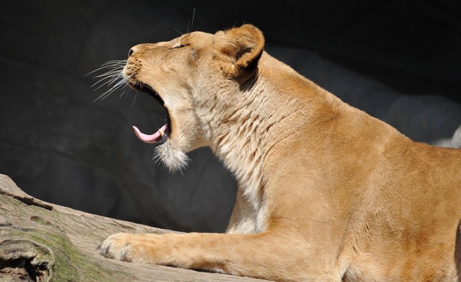 adrenal fatigue and recovery