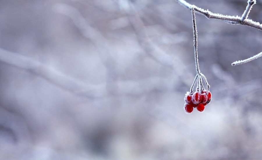 non-surgical fat freezing