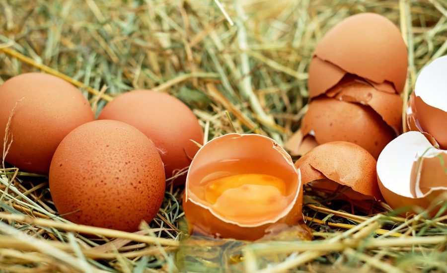 chicken recipes high in protein