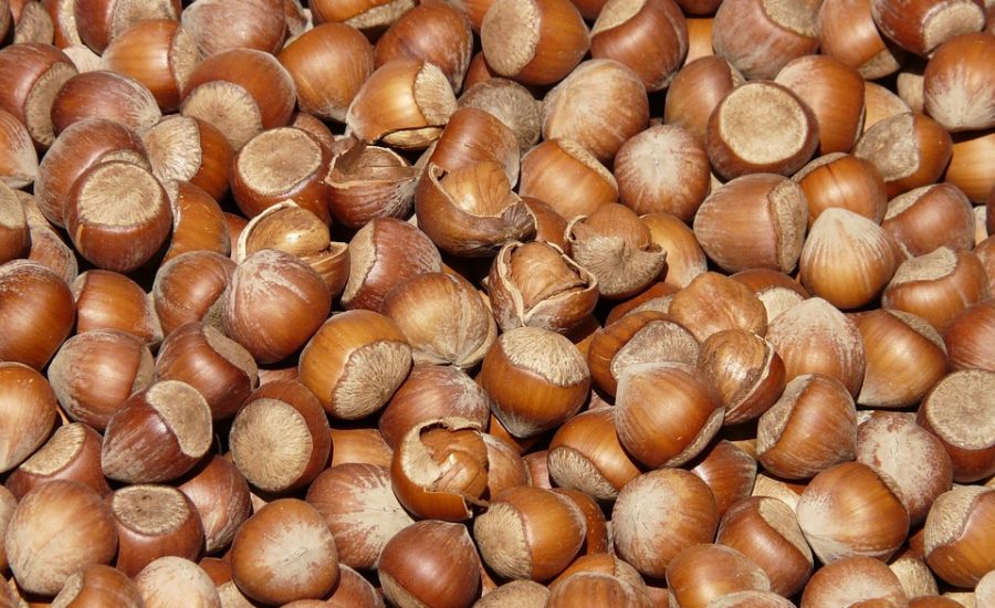 plant-based protein meals