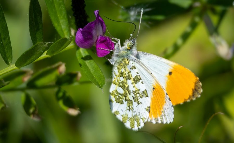 tips to overcome stress eating