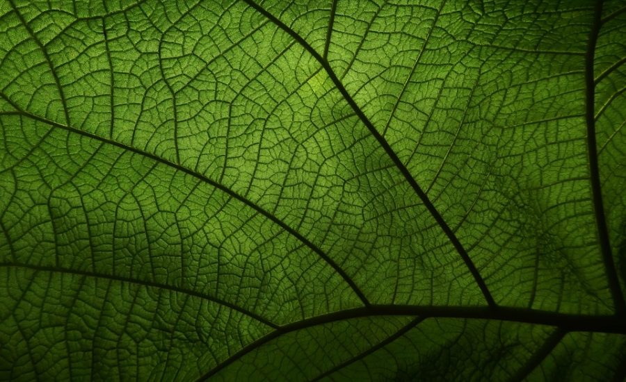 cellular regeneration