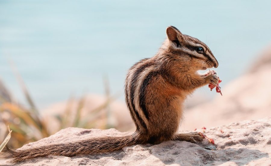 mindful eating strategies