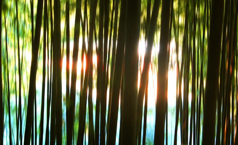 semaglutide vs tirzepatide