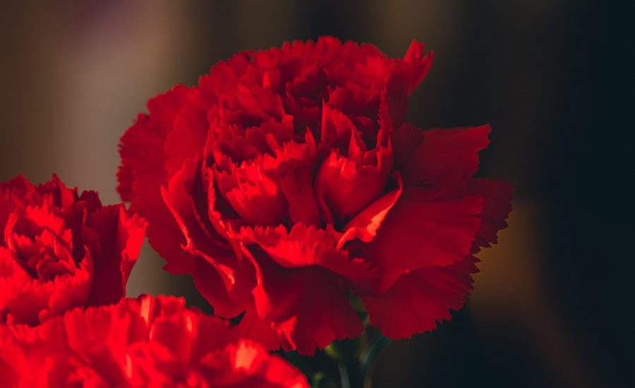 Zerona vs invisa-RED