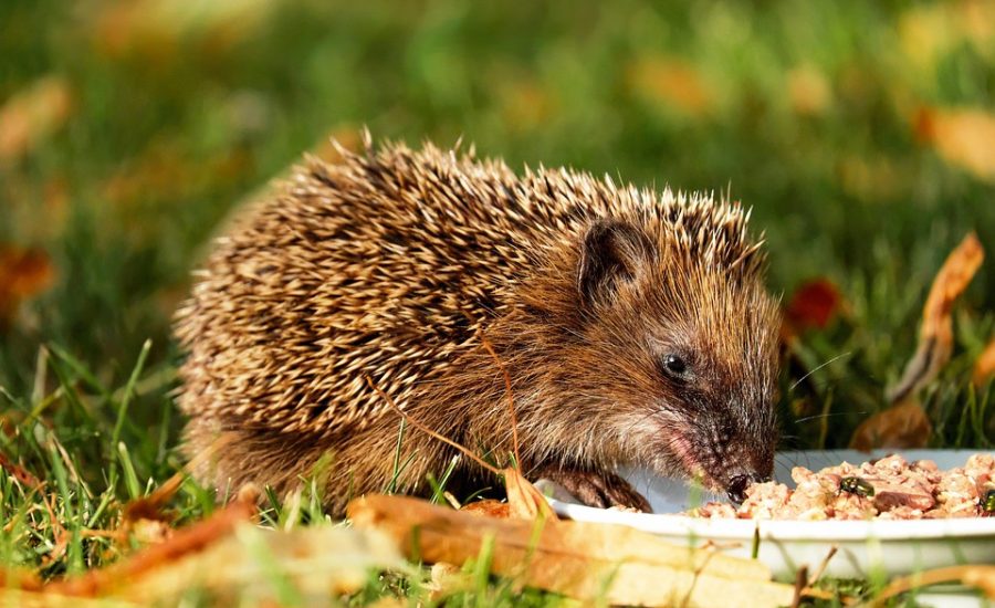 emotional eating help