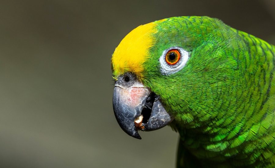 emotional eating help