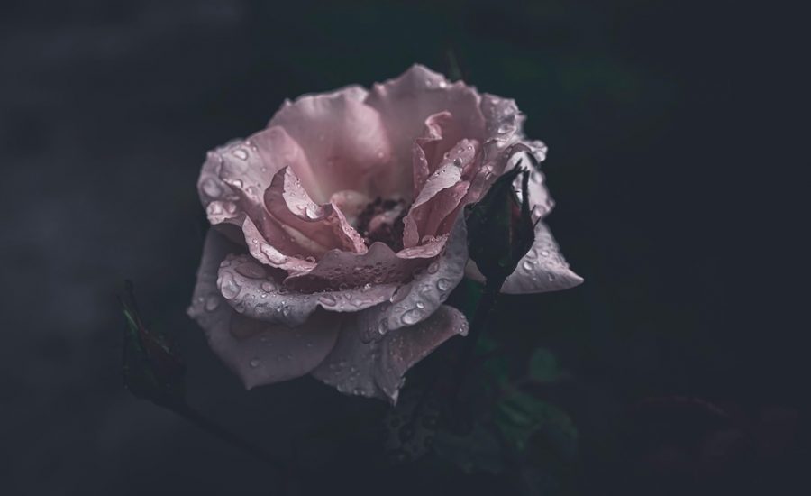 GLP-1 before and after results