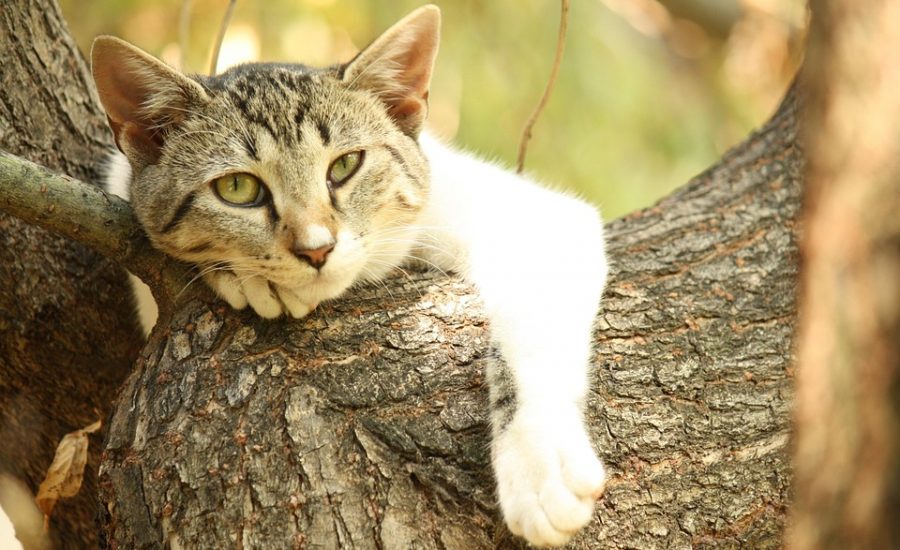 how to improve metabolic health