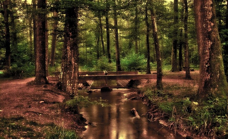 wellness and longevity