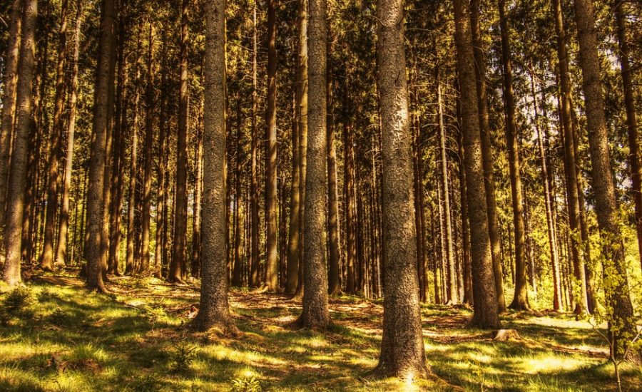 reset your metabolism naturally