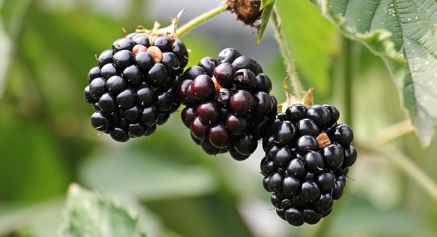 thyroid health and longevity