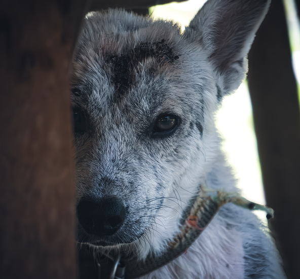 signs of poor metabolic function