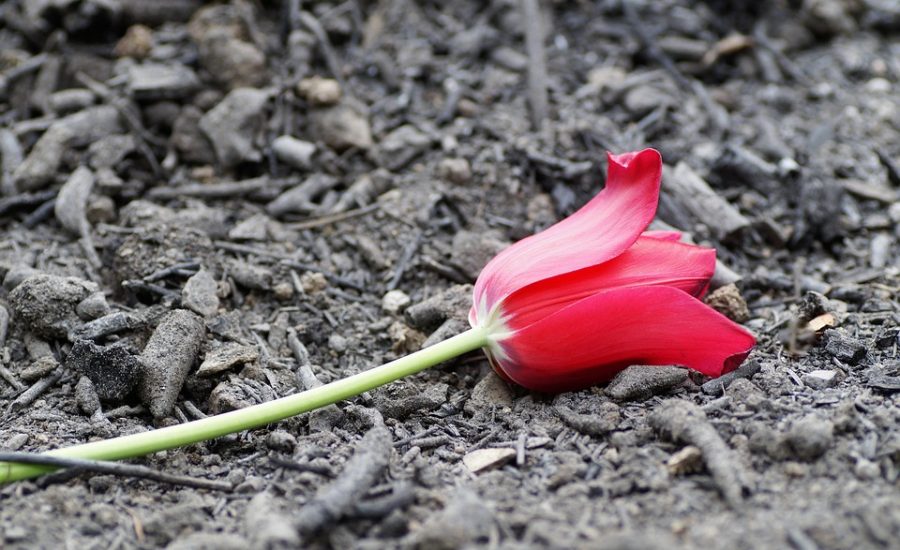 red light therapy before and after fat loss