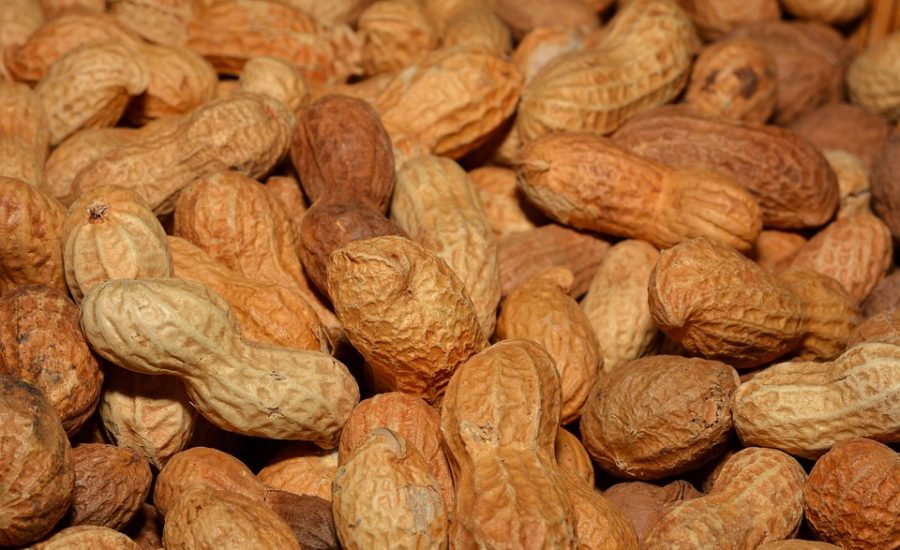 best protein snacks for weight loss