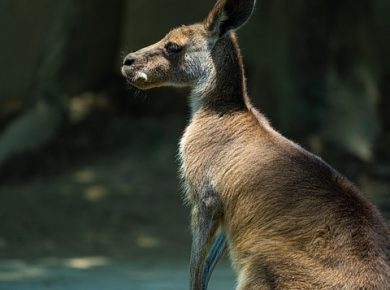 side effects of GLP-1 drugs