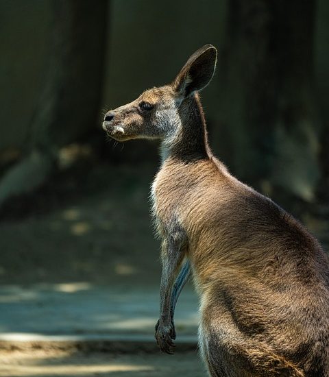 side effects of GLP-1 drugs