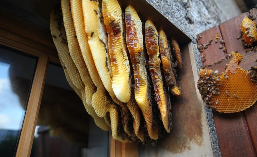 psychology behind food cravings