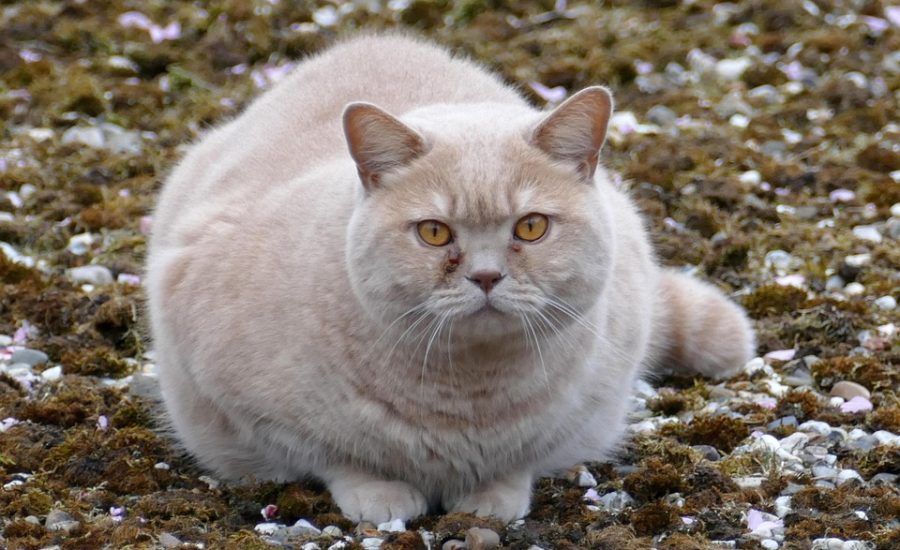 red light therapy for fat loss