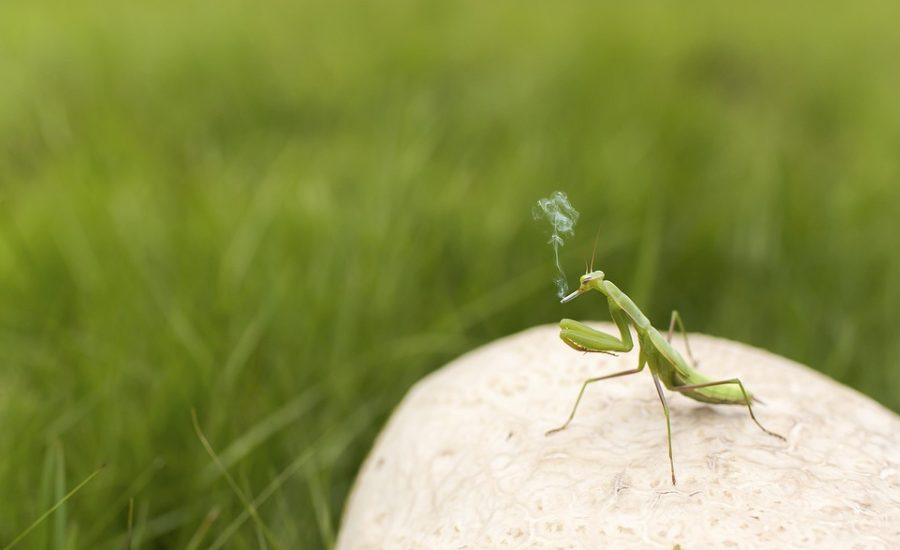 overcoming food addiction