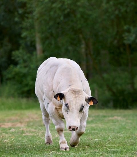 how to start walking for fat loss