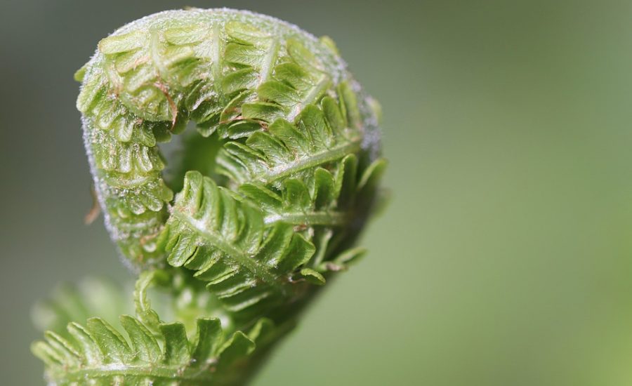 blood sugar regulation tips