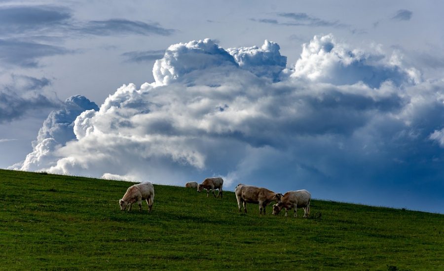 weight loss plateaus solutions