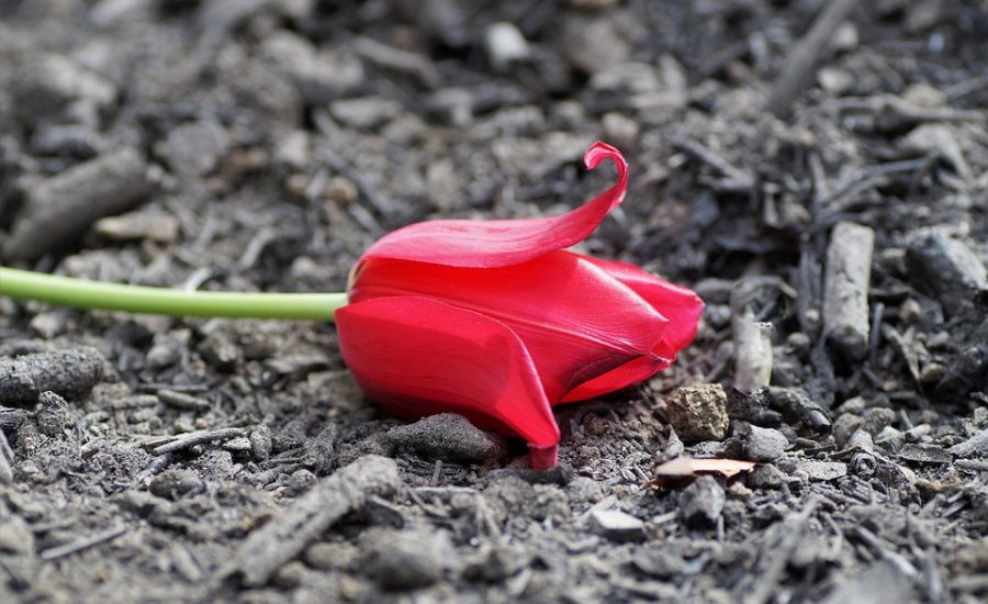 red light therapy before and after fat loss