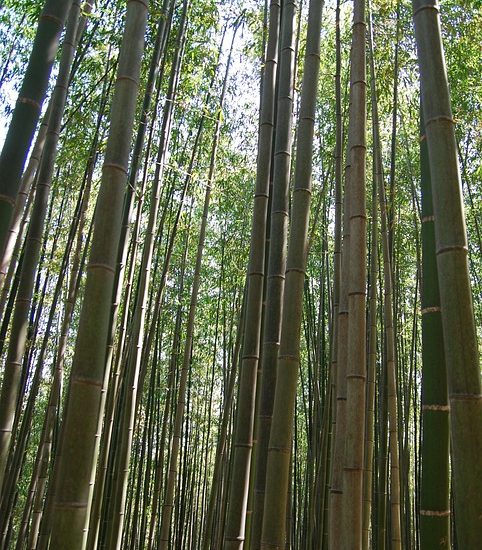 SculpSure vs CoolSculpting