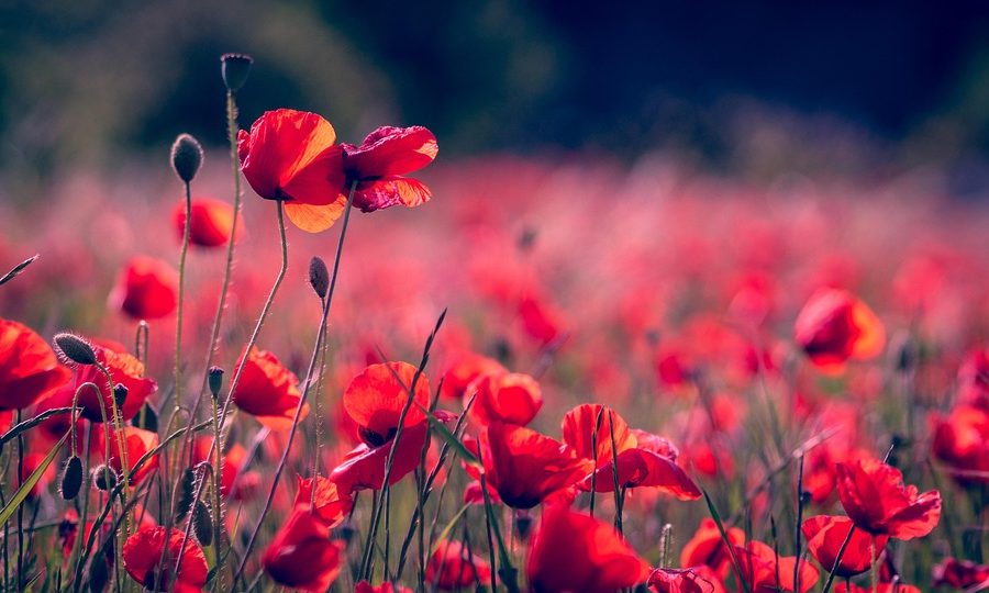 Zerona vs invisa-RED